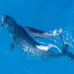 Whale Songs And Cognition: The Melodies Of The Deep